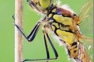 Приголомшливий світ маленьких тварин